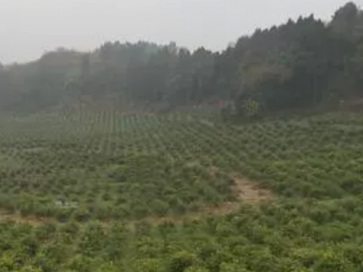 湖南永州200亩左右果园，林地，苗圃