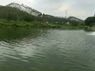 湖南益阳2000亩鱼塘使用权转让50 年