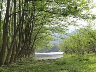 出售贵州毕节370亩林地，41年使用权