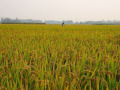 求租安徽求芜湖农用耕地图1