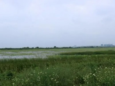 求租浙江江苏土地（句容，丹阳，常州，无锡，水田，岸地，小丘林均可以）图1