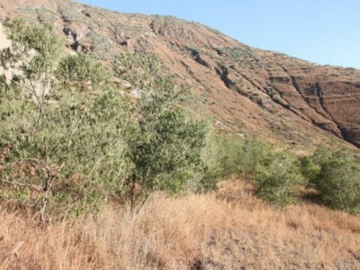 求租山西沂州繁峙县亩荒山/荒地2300亩图1