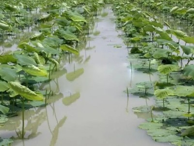 求购浙江宁波周边的水浇地种植莲藕，有意者请联系图1