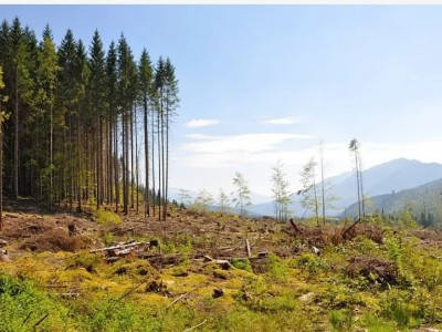 急租浙江衢州100亩以上荒山图1