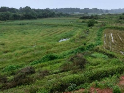 求租浙江台州园地，平缓山地用于种植蔬菜图1