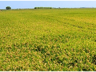 求租安徽芜湖种植水稻田土地，图1