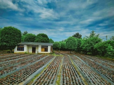 上海崇明县110亩林地 苗圃 农庄转让