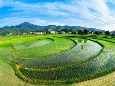 浙江湖州20亩水田出租，15年年限，