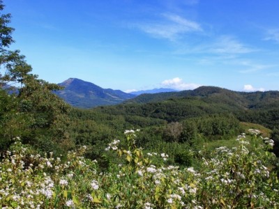 转让山东济宁2000亩其他林地10年