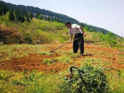 湖北荆门京山县永兴林地转让