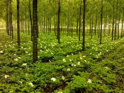四川广元朝天汪家乡有3000亩林地出