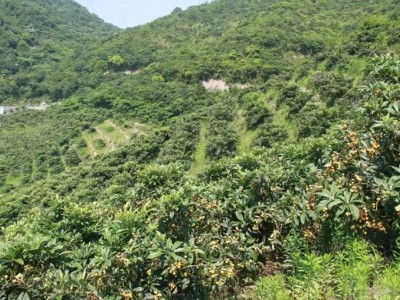 云南保山宅基地及建筑物、挂果有林