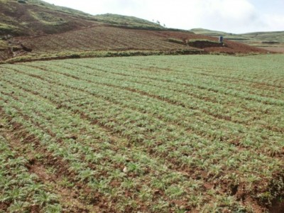 云南丽江古城区1000亩林地、农地35