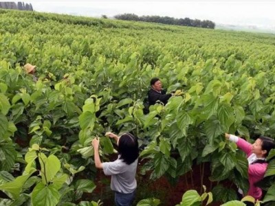 云南大理苍山脚下300亩(蚕桑园和林