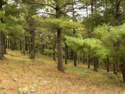 云南大理剑川县河边林地（200亩）农