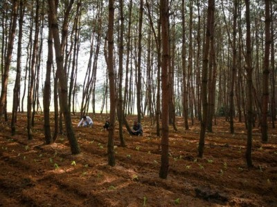 陕西宝鸡1768亩林地37年转让