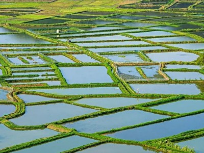 四川资阳 260亩水田出让，30年年限