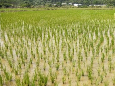 安徽徐蚌怀远县水田1212亩出租，租