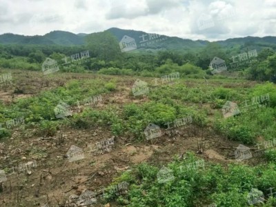 广西柳州柳城600亩林地转让，年限11