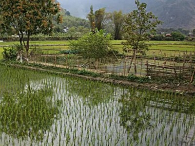 云南大理下关50亩有水田出租10年