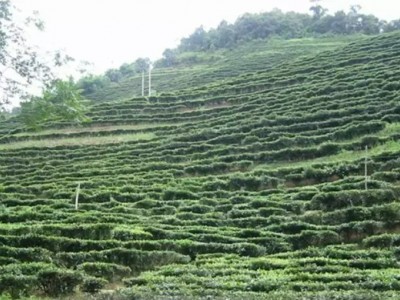 云南玉溪沅江哈尼县400亩左右茶园转