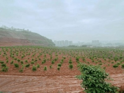 云南昭通大关县农用地650亩左右流转