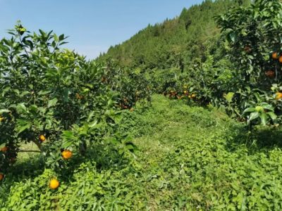 出租江西省南昌市青山湖区蒋巷周边3