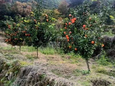 转让江苏省南通市海门区100亩种植基