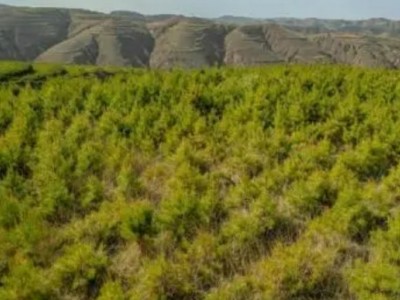 转让陕西铜川耀州区400—600亩林地