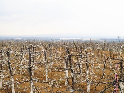 陕西铜川宜君县1000亩山地出租，30