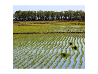 天津市静海区160亩农业用地流转，年