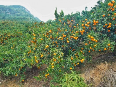 江苏省淮安市清和区80亩水果种植基