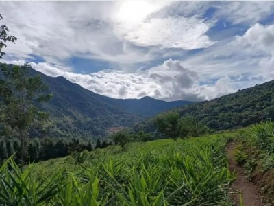 云南临沧云县周边林地3460亩出租，2