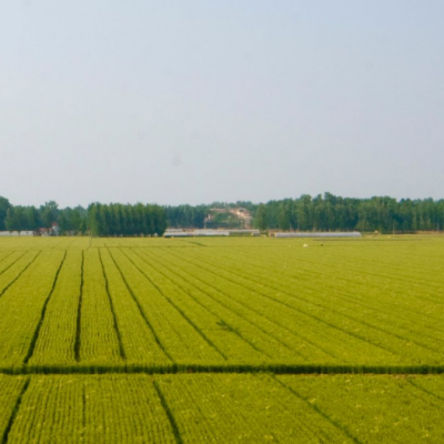 黑龙江省双鸭山市岭东区2300亩农业用地，年限10年