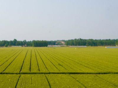 黑龙江省大庆市让胡路区2500亩农业