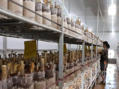 嘉禾县：闲置土地焕新生 小蘑菇撑起乡村振兴大产业