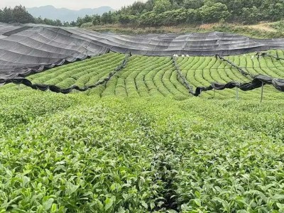 四川推动用地用林用草联动审批