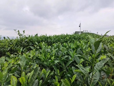 扬州市制定细化政策措施深入推进全域土地综合整治