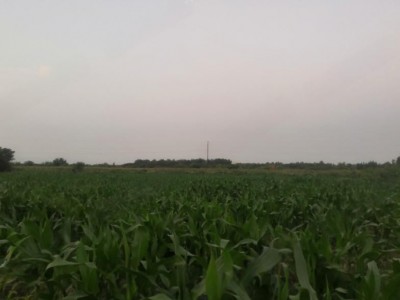 咸阳礼泉县 78亩 水浇地 经营权出租