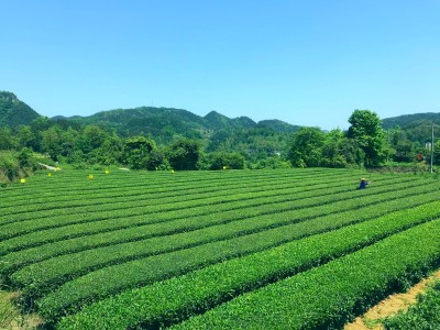 开封龙亭区300亩水浇地经营权出租