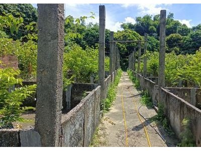 中山市板芙镇27.2亩山边平地转让，8年年限，常年有山泉水小溪，已通水电图2