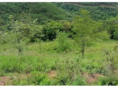 云南省大理白族自治州漾濞彝族自治