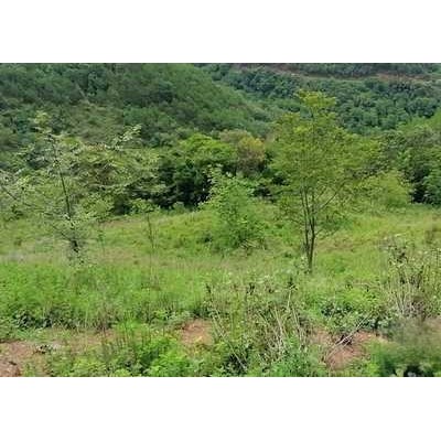 云南省大理白族自治州漾濞彝族自治县205亩果园30年